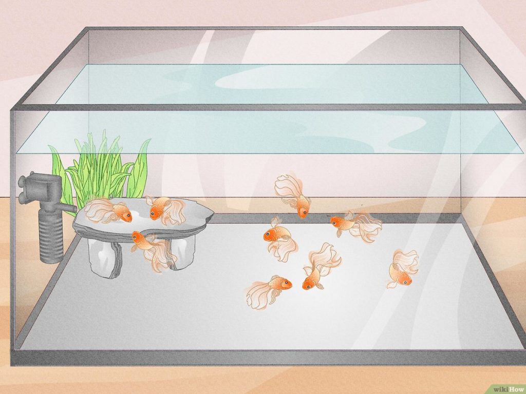 The Best Fish Tank Food for Your Fish’s Nutrition - RUS IMG