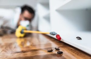Pest Control Services: The Key to a Pest-Free Environment