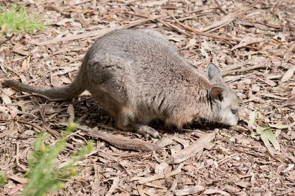 Effective Rodent Solutions for Sydney